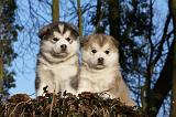 ALASKAN MALAMUTE 565